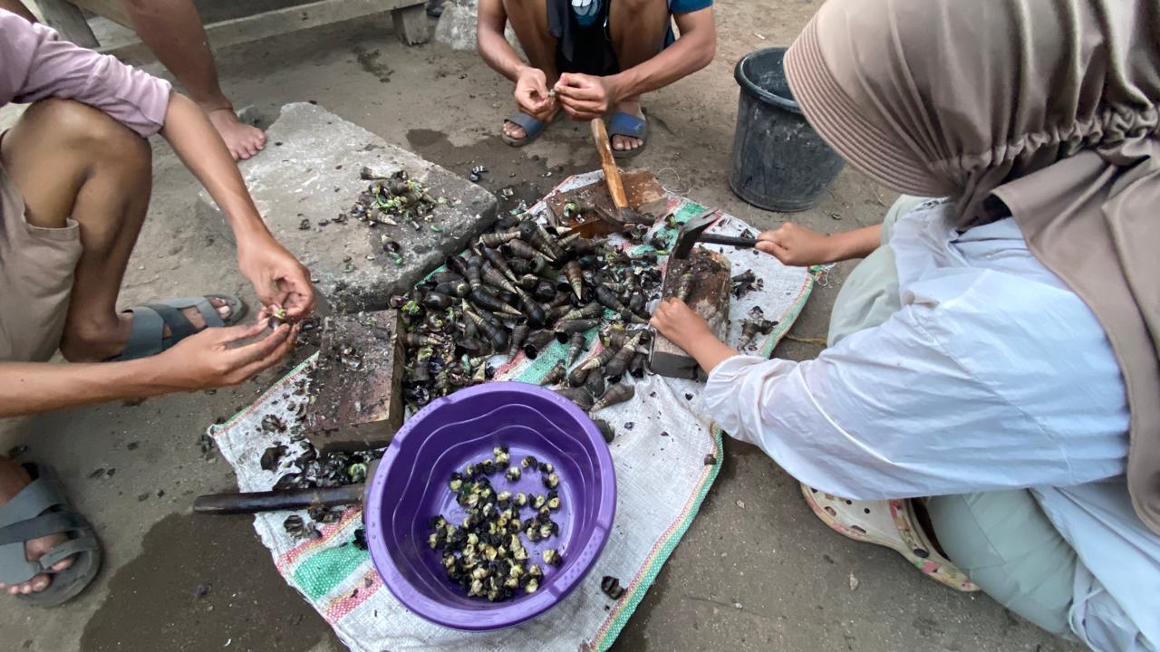 Sisok (Siput Laut)